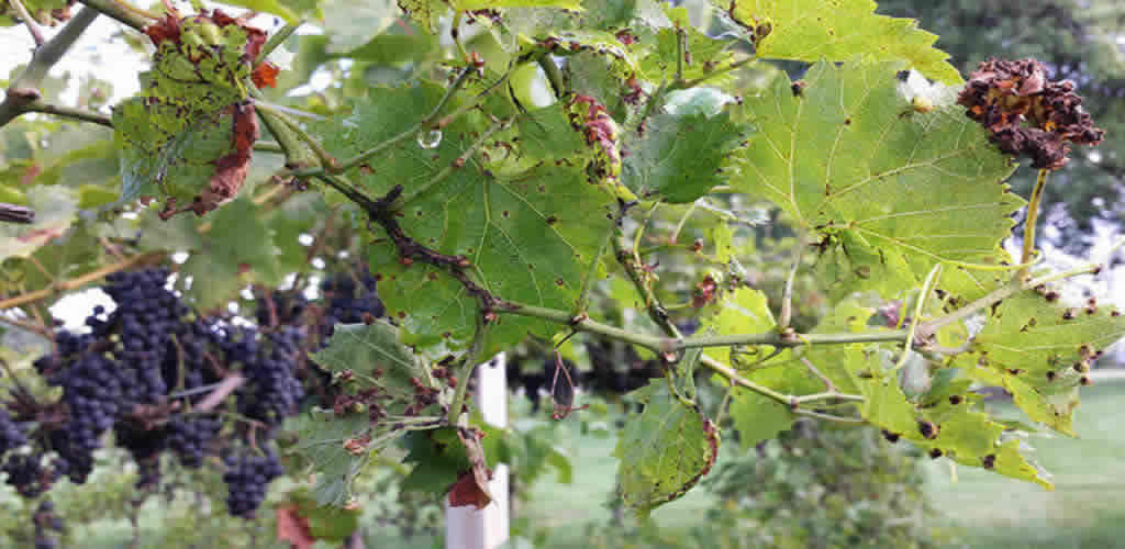 Bordo Bulamacı Bordo Bulamacı